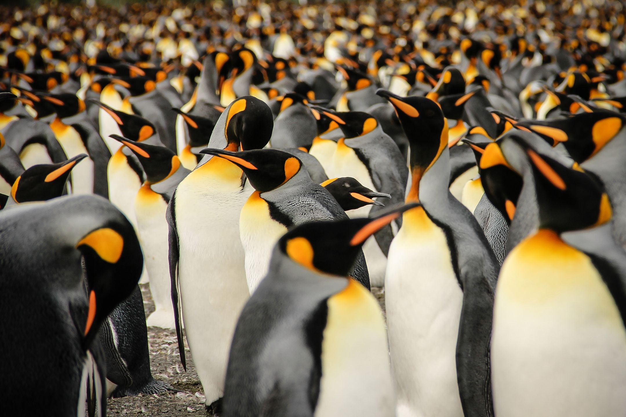 Oto najlepsze zdjęcia zgłoszone dotychczas w Sony World Photography Awards 2015 16