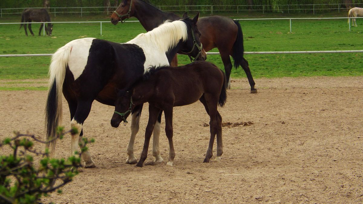  Stadnina po pandemii nie może zaprosić gości z całego świata. 