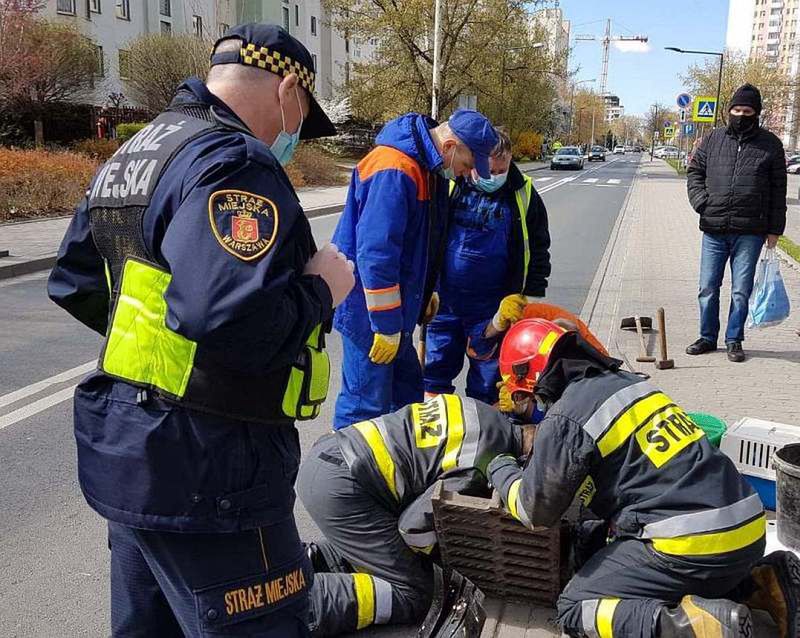 Warszawa. Część kacząt wpadła do studzienki