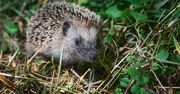 Jak przyciągnąć jeża do ogrodu? Wystarczy, że zadbasz o to
