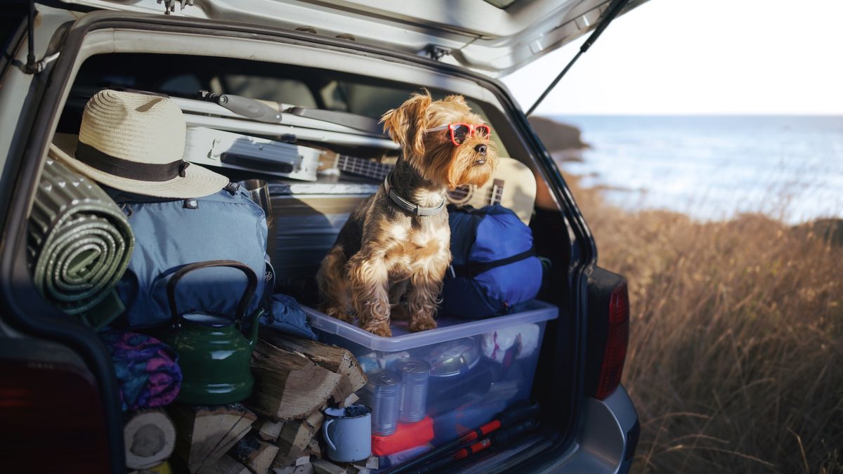 Dog on summer vacation, sitting in car truck with camping equipment and wearing sunglasses, looking the sun. Dog adventure!
Cute yorkshire terrier with sunglasses standing in car and looking the beautiful horizonts.
ArtistGNDphotography