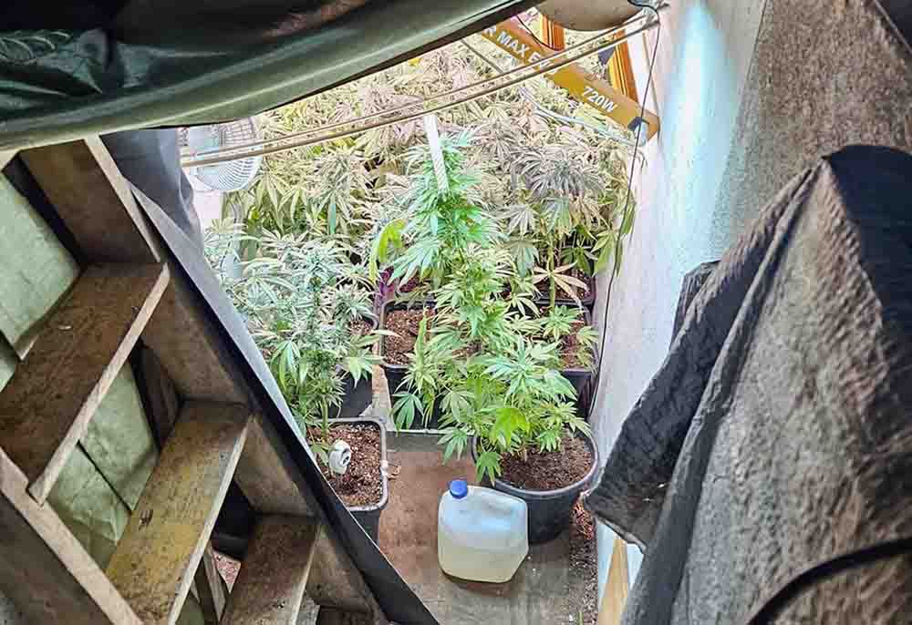 Zielona Góra: Policjanci znaleźli plantację konopi ukrytą pod garażem