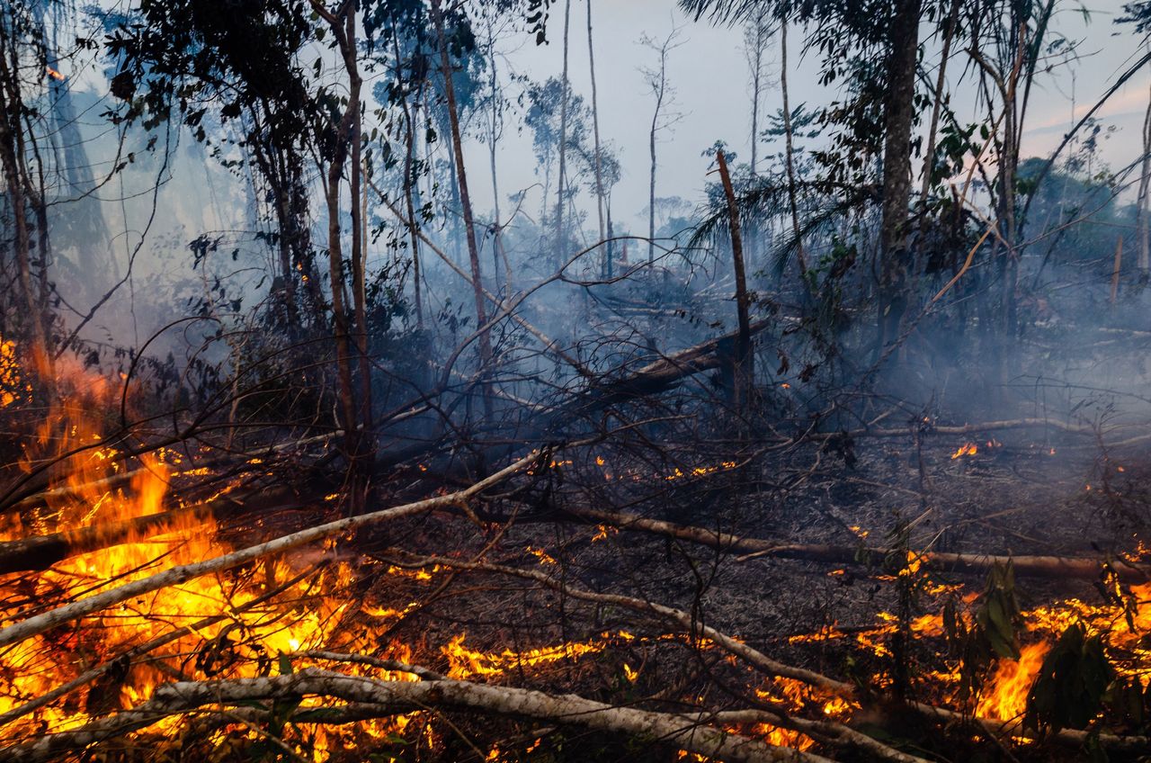 Ubiegłoroczne pożary w Amazonii