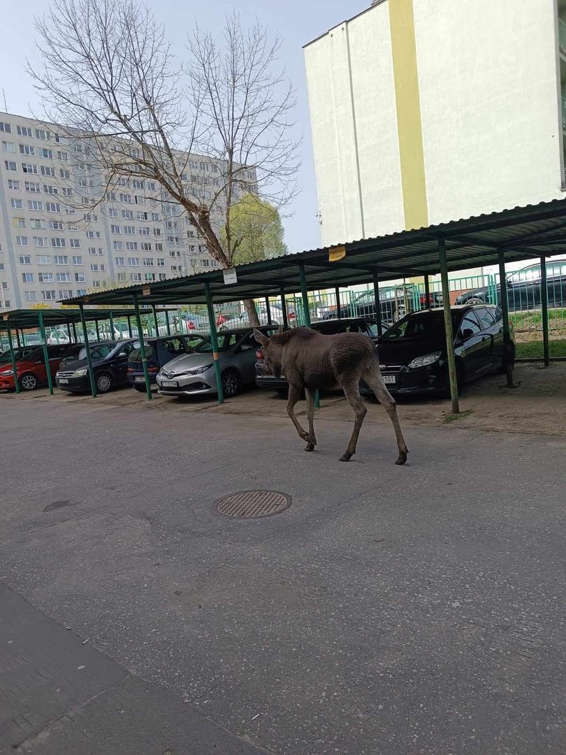 Łoś napotkany przy wydziale Uniwersytetu Mikołaja Kopernika w Toruniu