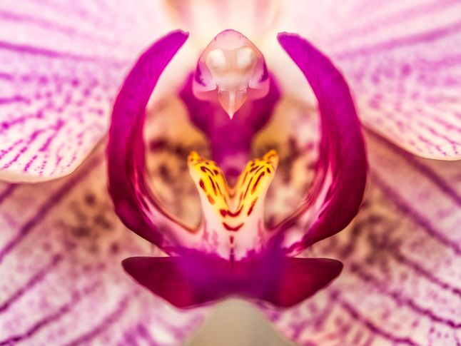 Zdjęcie #3: kwiat storczyka w ujęciu niemal geometrycznym  |  f/2.8, 1/40 s, ISO 400  |  Olympus OM-D E-M1 + Olympus M. Zuiko ED 60 mm f/2.8 Macro