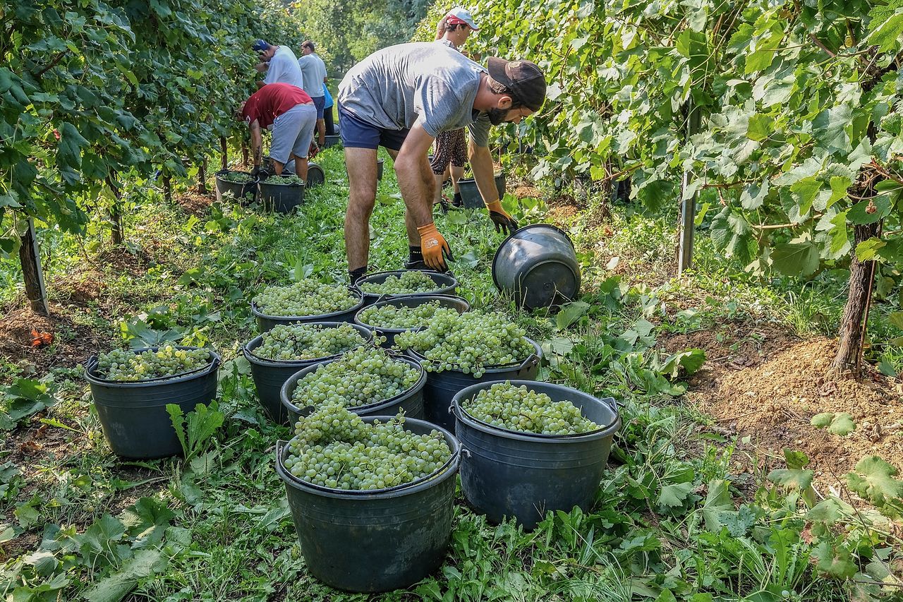 Nie ma chętnych do produkcji Prosecco. Włoska firma ma wielki problem - zdjęcie ilustracyjne