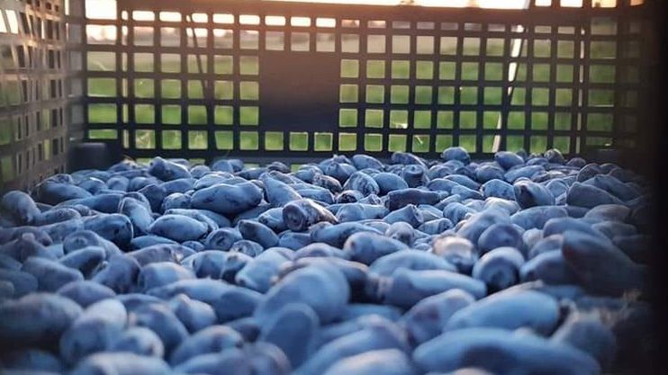 Jagoda kamczacka. Polska jest liderem zbiorów tego owocu.