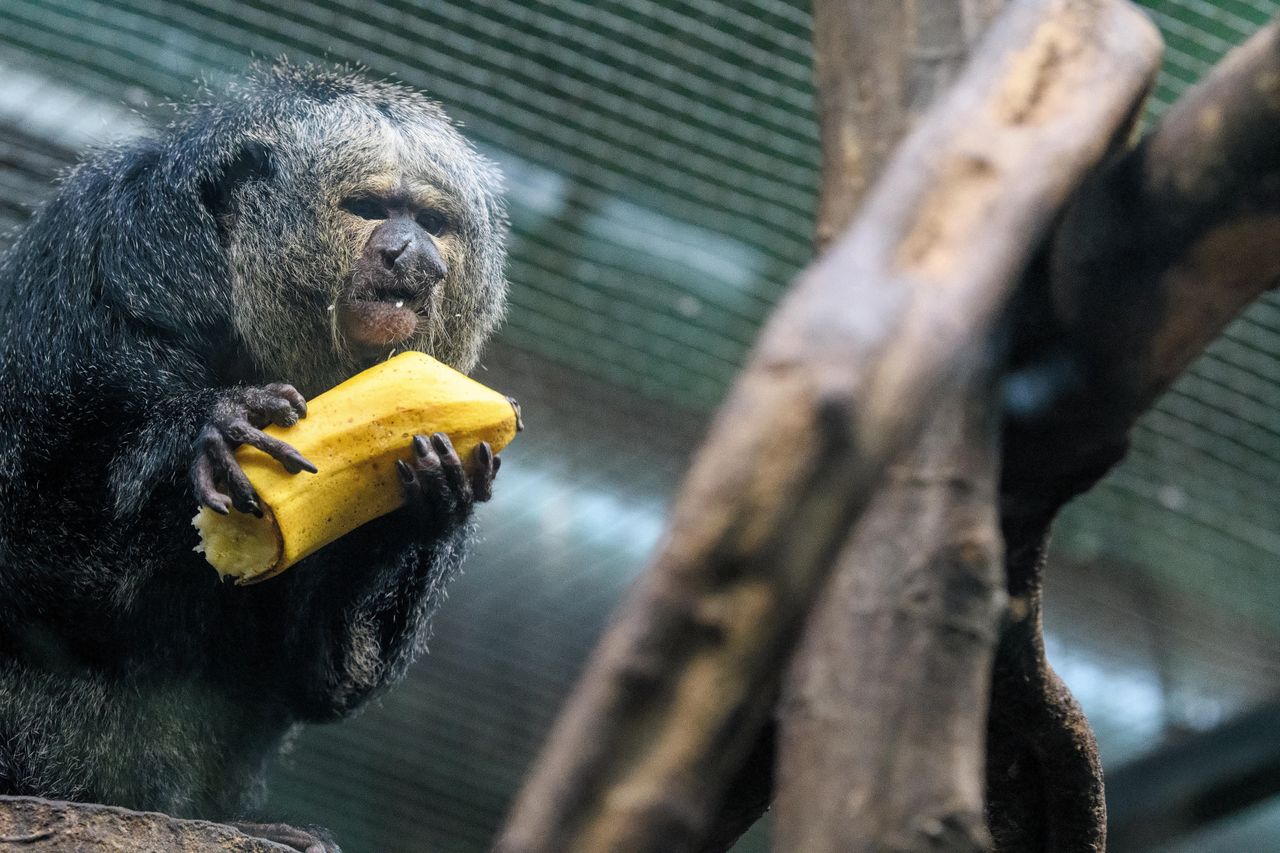 Odmrażanie gospodarki. Wrocław. ZOO znów otwarte. Będą pewne obostrzenia