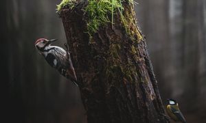 Upodobały sobie cmentarze. Co je tam przyciąga?