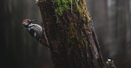 Upodobały sobie cmentarze. Co je tam przyciąga?