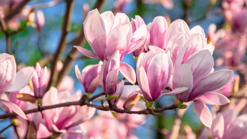 Magnolia