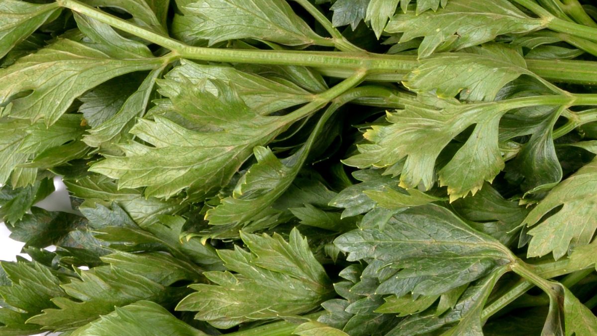 Do czego można wykorzystać liście selera?