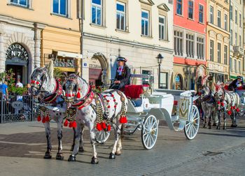 Afera w Krakowie. Chodzi o konne dorożki na Rynku Głównym