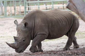Polscy myśliwi polowali na nosorożce w Afryce. Teraz odpowiedzą przed sądem