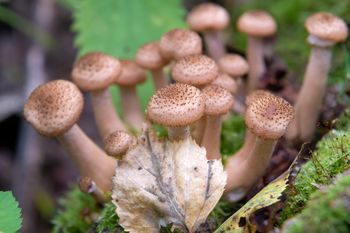 Sławno: Wysyp opieniek. Na początku listopada są jesienne grzyby w lasach