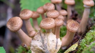 Sławno: Wysyp opieniek. Na początku listopada są jesienne grzyby w lasach