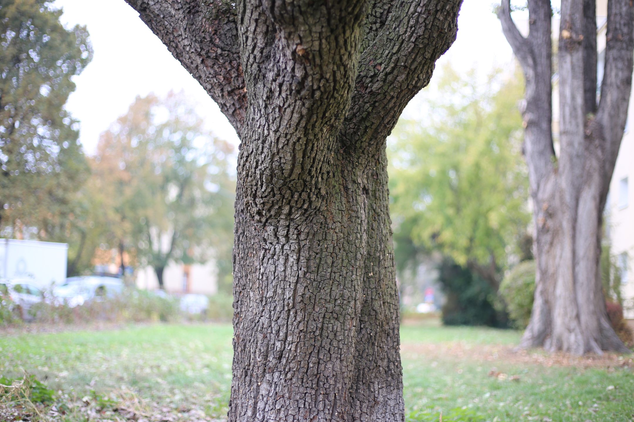 Canon EF 50 mm f/1.8 STM - niedroga przepustka do poważnej fotografii [recenzja] 16