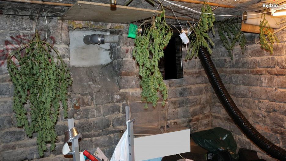 26-latek w Będzinie prowadził plantację konopi indyjskich.