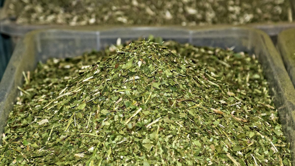 Czy yerba mate jest zdrowa?