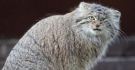 Bożenka odnalazła się w Poznaniu. Manul wrócił do zoo