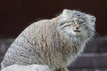 Bożenka odnalazła się w Poznaniu. Manul wrócił do zoo