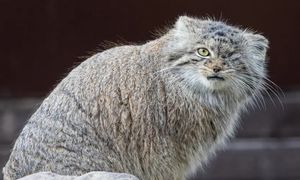 Bożenka odnalazła się w Poznaniu. Manul wrócił do zoo