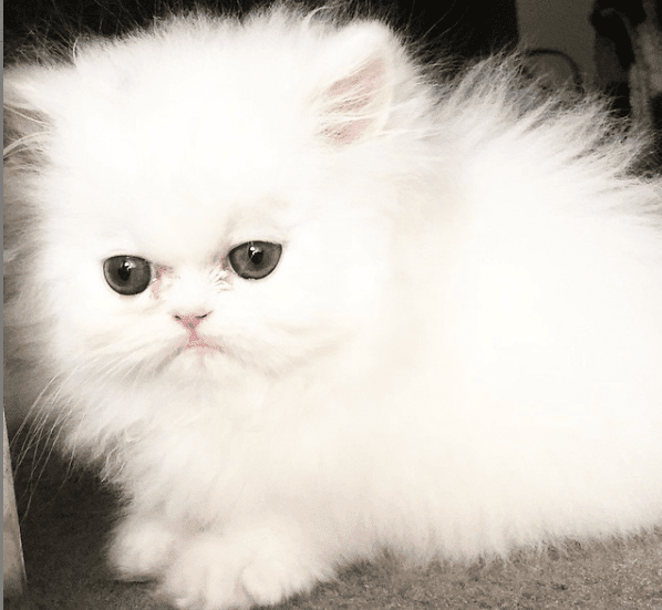 Hollywood kocha koty! Z cyklu: Oni mają kota.