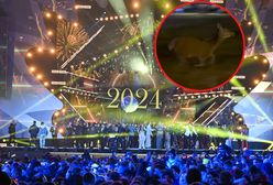 Biegały przerażone. Do sieci trafiły nagrania z Zakopanego