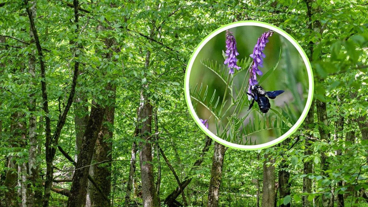 Czarna pszczoła powraca na Roztocze