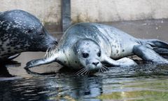 Wrocław. ZOO ma nowych podopiecznych. Urodziły się dwie foki