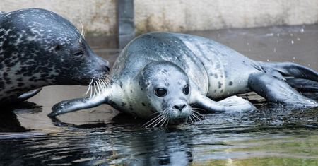 Wrocław. ZOO ma nowych podopiecznych. Urodziły się dwie foki