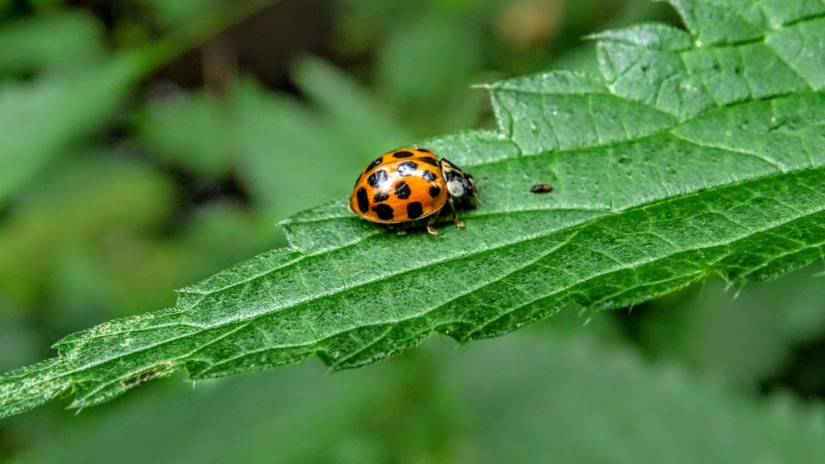 Azjatycka biedronka może mieć od 0 do 23 kropek w kolorze m.in. czerwonym, pomarańczowym, żółtym lub czarnym.