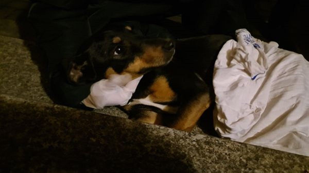 Pies wyrzucony przez okno we Wrocławiu. Wył z bólu