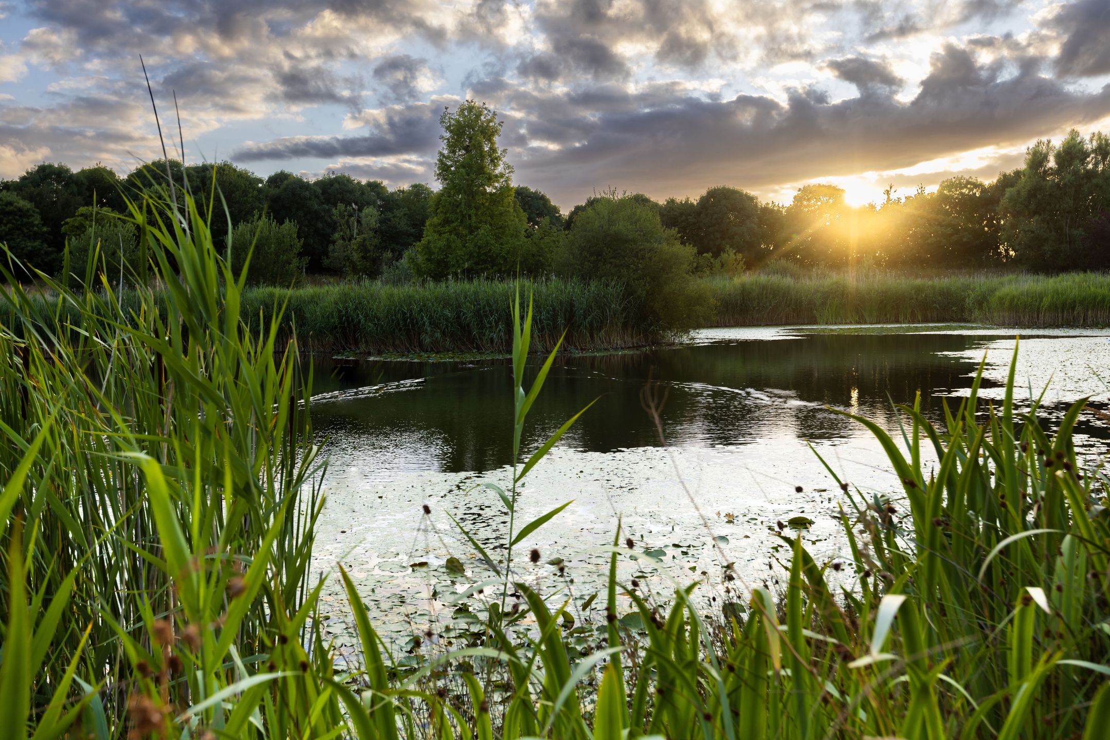 Fabryka Rolls-Royce'a w Goodwood