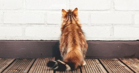 Kot patrzy w ścianę. Dziwactwo czy sygnał, że coś jest nie tak?