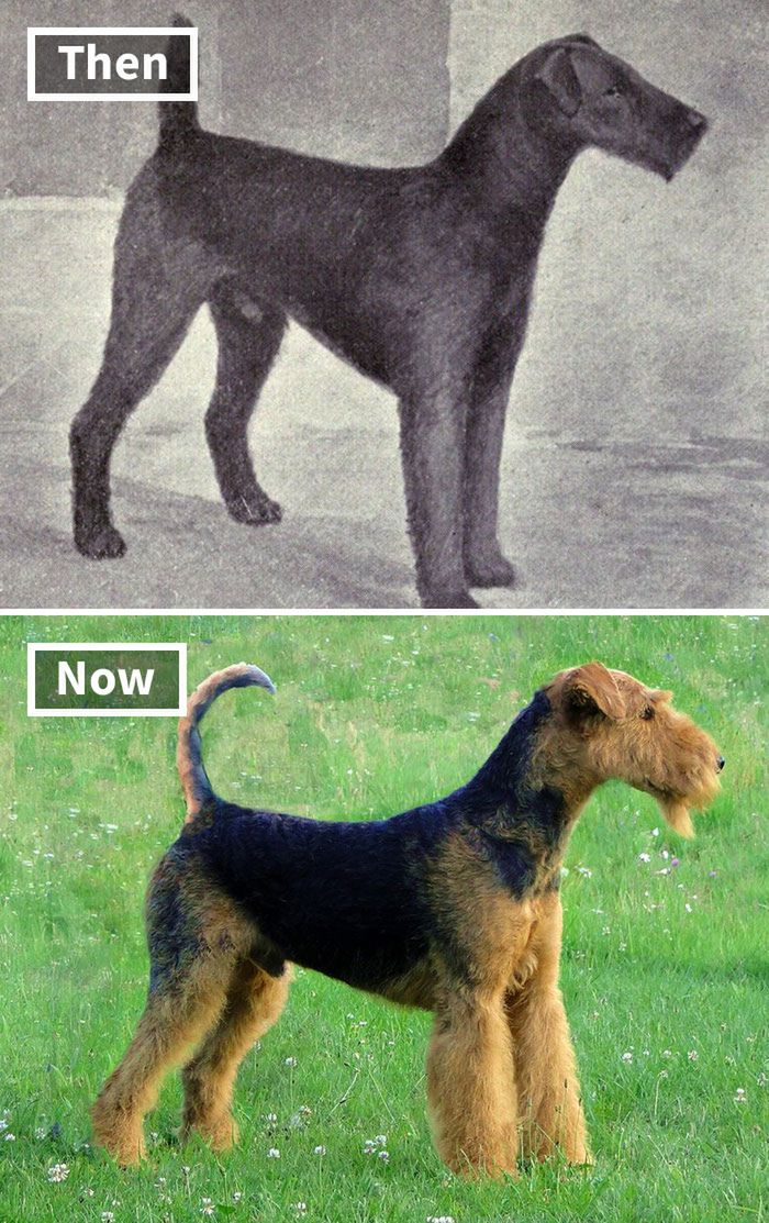 Historyczne zdjęcia ras psów. Tak wyglądały 150 lat temu 4