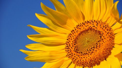 Dlaczego słynne słoneczniki van Gogha ciemnieją? 1