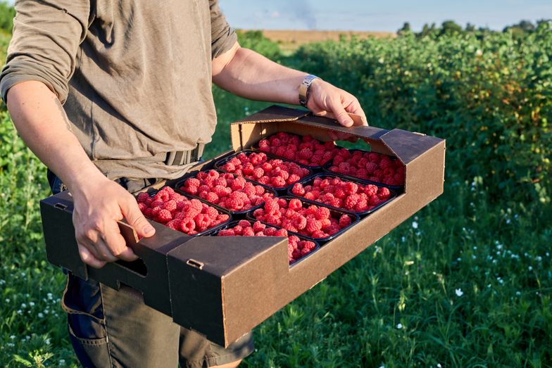 W magazynach nadal zalegają zapasy mrożonych malin z poprzedniego roku