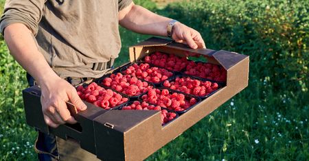 Maliny zalegają w magazynach, produkcja nieopłacalna. Zgniją na polach