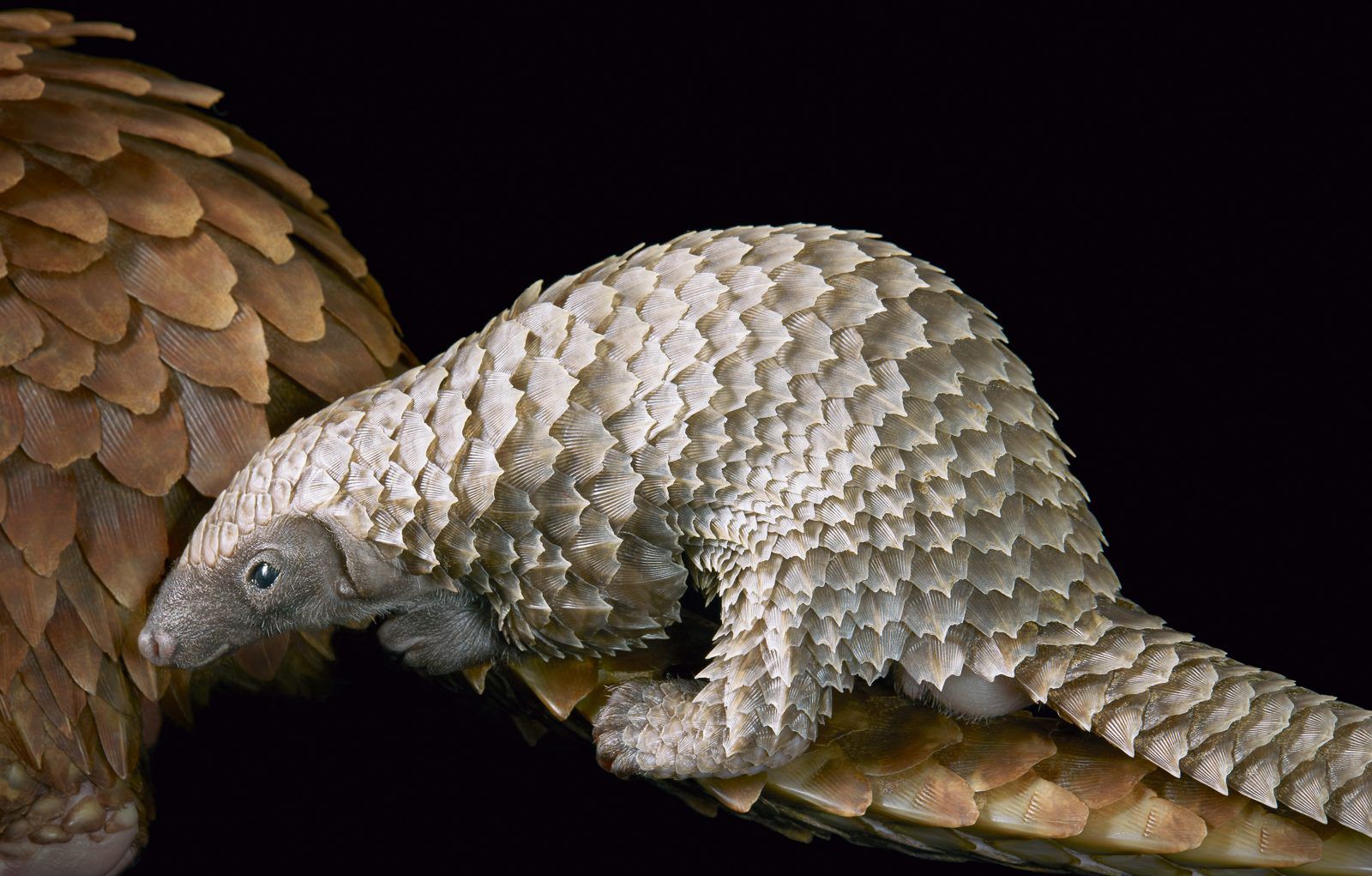 Tim Flach fotografuje zagrożone gatunki zwierząt jak gwiazdy 1