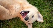 Sądeccy strażacy mają nowego psa ratowniczego. To dwumiesięczny Golden Retriever. Pomóż wybrać imię dla uroczego szczeniaka
