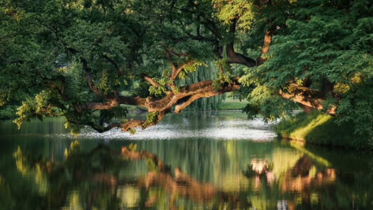 Krzywe Drzewo w Szydłowcu