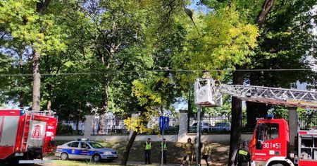 Strażacy interweniowali do pochylonego drzewa. Oparło się na słupie i trakcji trolejbusowej