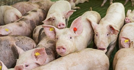 Praca brudna, ale dochodowa. Niemcy próbują ściągnąć Polaków