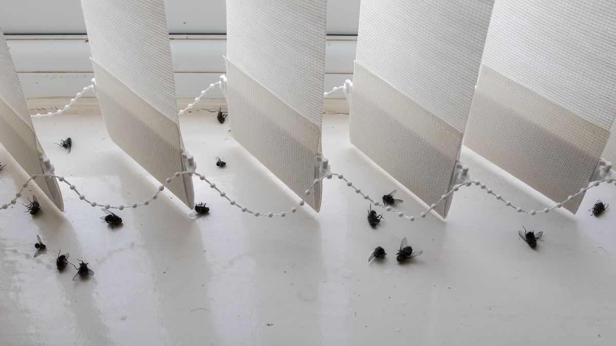 Dead house flies on a dirty window sill. Flies killed by fly spray. Unhygienic living conditions in a rented accomodation.Ian Dyball MAdead, house, flies, dirty, window, sill, windowsill, ledge, killed, fly, spray, dying, many, unhygienic, filthy, living, conditions, rented, accomodation, indoors, insects, infestation, bluebottle, black, disgusting, blue, bottle, dead, house, flies, dirty, window, sill, windowsill, ledge, killed, fly, spray, dying, many, unhygienic, filthy, living, conditions, rented, accomodation, indoors, insects, infestation, bluebottle, black, disgusting, blue, bottle, houseflies