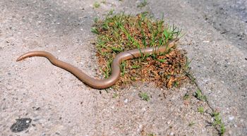 Są w całej Polsce. Uważaj, żeby nie nadepnąć, gdy spotkasz w ogrodzie