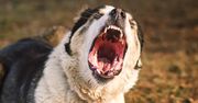 Ten pies to bestia. Ekspert bije na alarm
