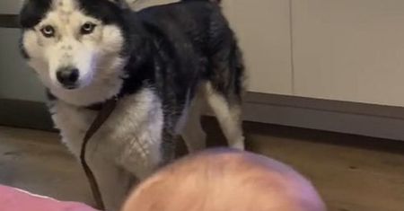 Husky i dziecko mają własny język. Nagranie stało się hitem sieci