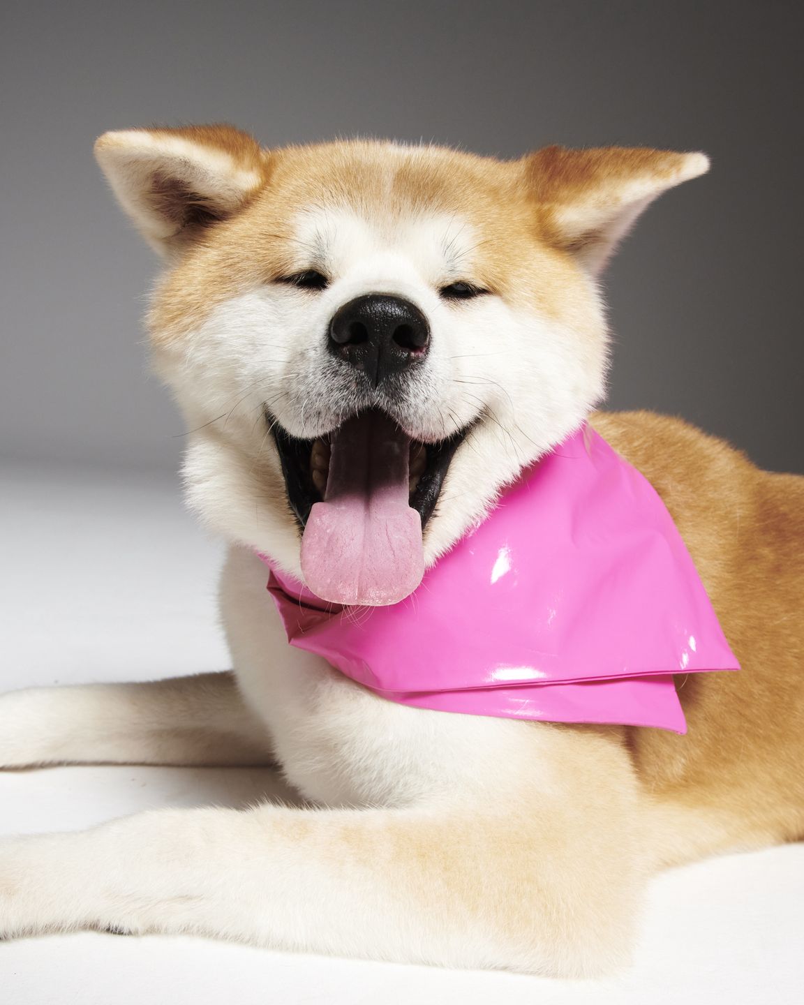 #AdoptujŚwiadomie! Szukamy domu dla uratowanego z pseudohodowli Sibu 
