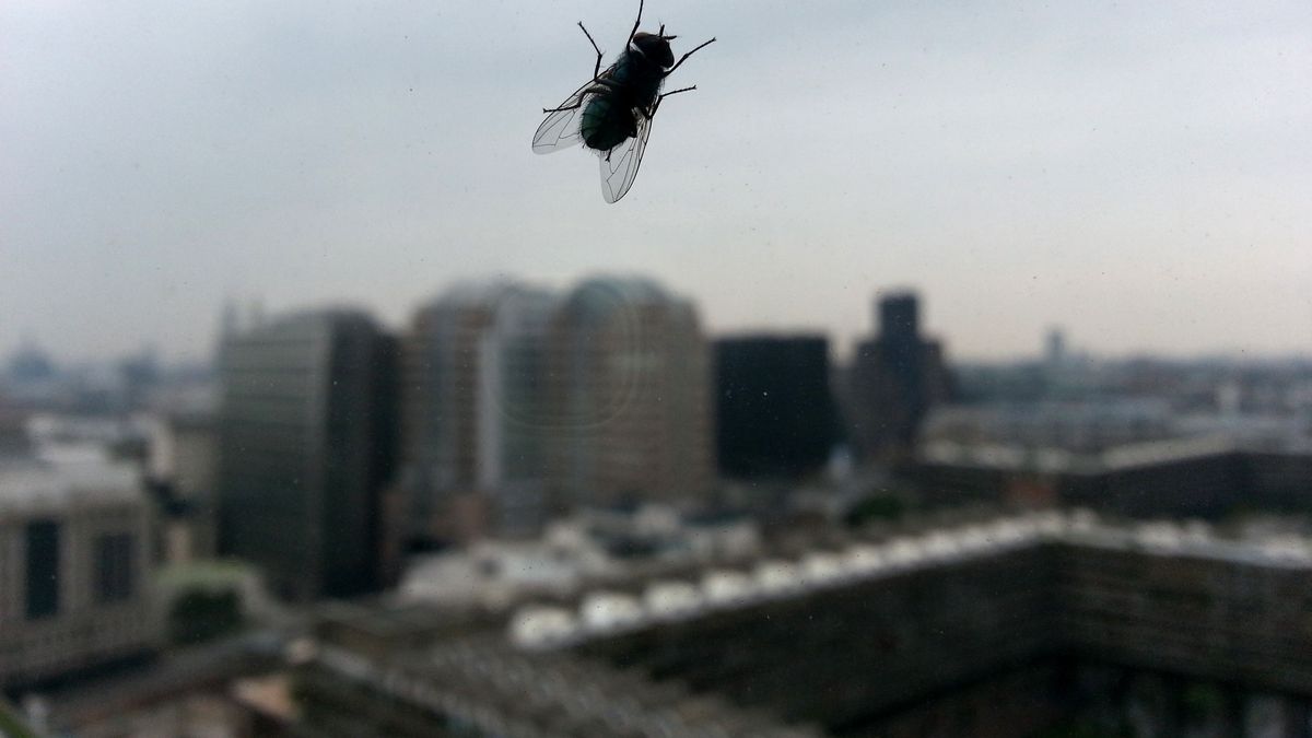 Mikstura, która odstrasza muchy